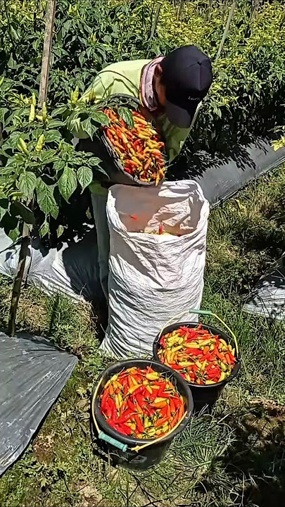 Wonosobo farmers harvest chilies
