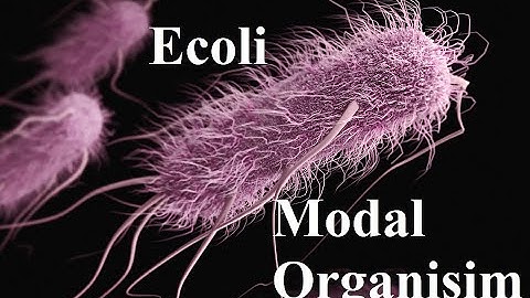 E.coli Modal Organism | Microbial Genetics | 2024
