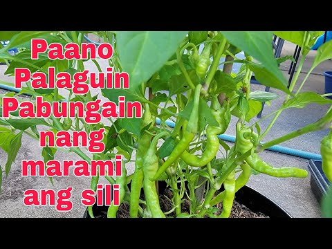 Video: Tui (36 Na Larawan): Kung Paano Palaguin Ang Isang Puno? Mga Tampok Sa Pag-aalaga Para Sa Isang Pandekorasyon Na Halaman. Paano Mag-breed Ng Thuja Sa Urals? Ano Ang Hitsura Ng Angi