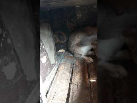 ბოცვერი 6 კგ