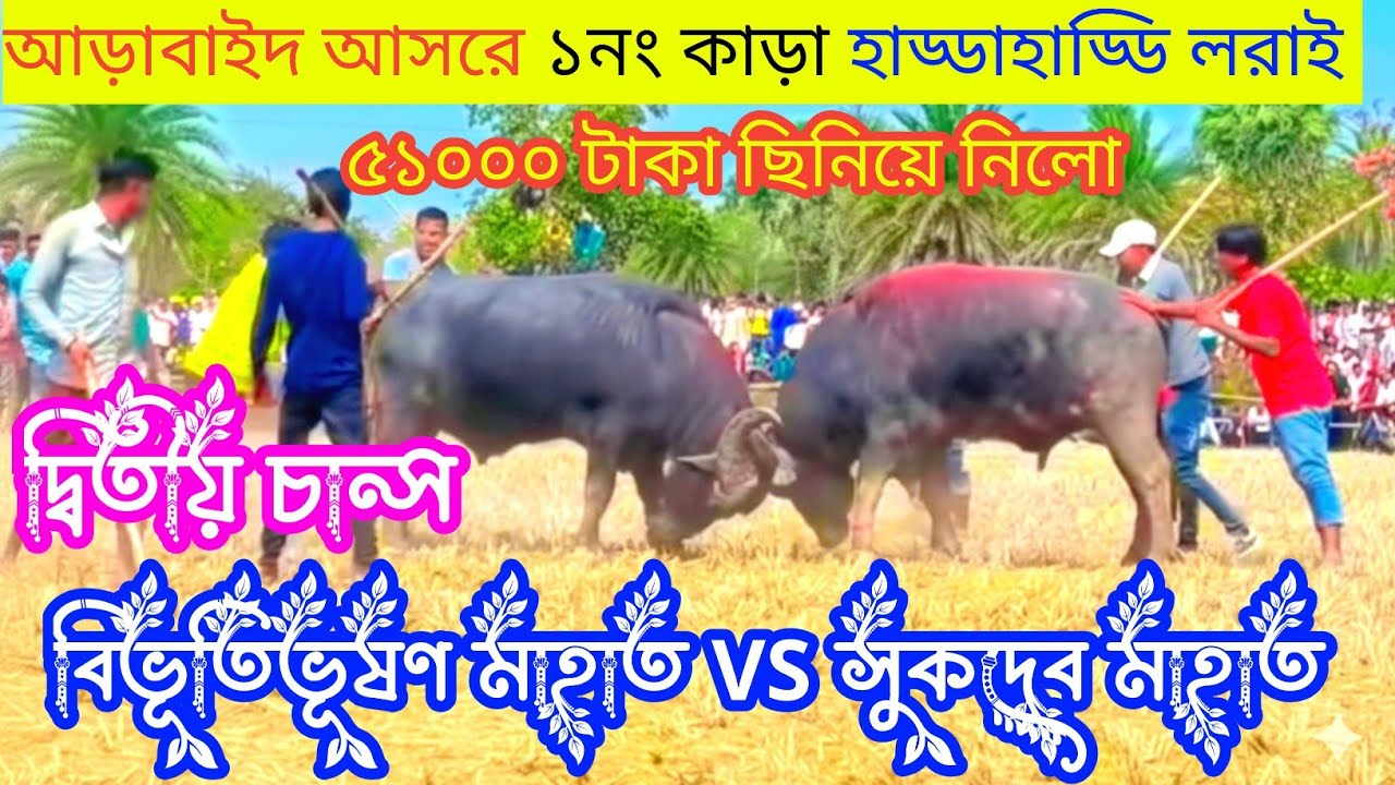 আড়াবাইদ আসরে ১নং কাড়া লরাই দ্বিতীয় চান্স ৫ মিনিটেই ফিনিক্স করে ৫১০০০ টাকা ছিনিয়ে নিলো সুকদেব মাহ