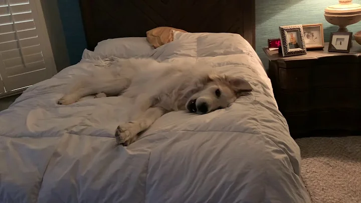 Looey the Talking Great Pyrenees
