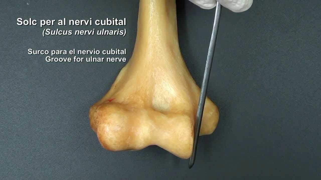 Colze Anatomia del colze I (Elbow anatomy I) - YouTube