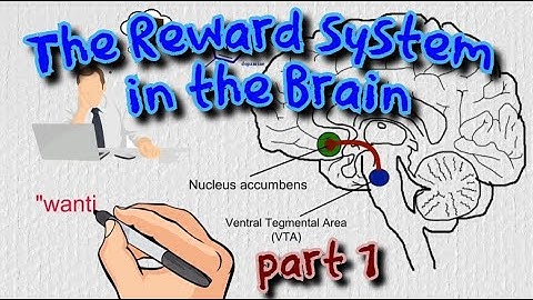 The Reward System in the Brain - the basics