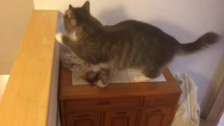 虫を見つけて興奮を隠せない猫 ノルウェージャンフォレストキャットCat can not hide the excitement.Norwegian Forest Cat.