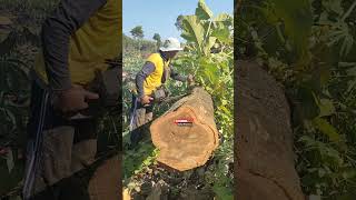Teak Wood sustainable forest (2)#india #chainsaw #brazil #korea