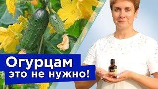 СТОП! ЭТИ НАРОДНЫЕ РЕЦЕПТЫ УБЬЮТ ВАШИ ОГУРЦЫ! Сыворотка, йод и чем ещё не стоит опрыскивать огурцы