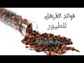 فوائد القرنفل للطيور وكيفية تقديمه How to give pink for birds