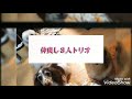 仲良しワンちゃんトリオ　ワンちゅーるのお時間🎵さぶろうじいちゃんも若いみんなに負けてません❗