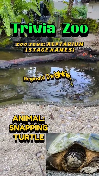how-many-reptiles-did-you-collect-quiz-facts-animals-reptiles