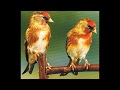 جميع أنواع هجين طائر الحسون - 18 نوع لهجين الحسون