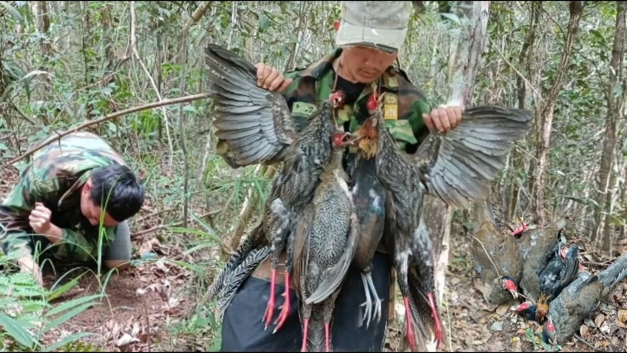 Primitive trap silver pheasant and red jungle - YouTube