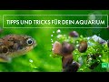 Kugelfisch Aquarien 5.0 | GarnelenTv