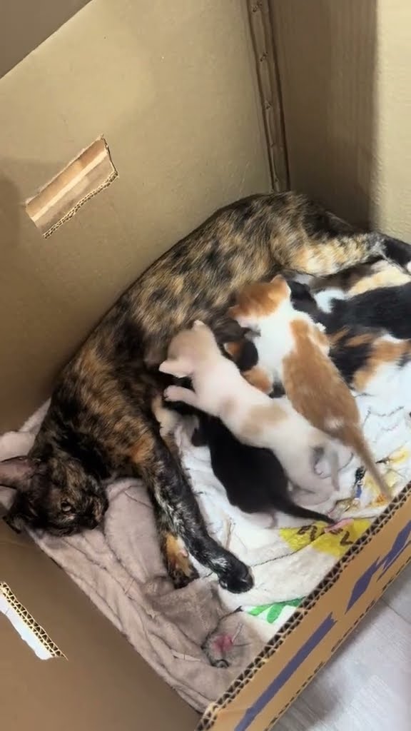 belle maman avec petite chaton oronge
