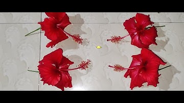 NAGMANI AVAILABLE ORIGINAL REAL FLOWER TEST CALL ME 9850478643 RUBY ROY
