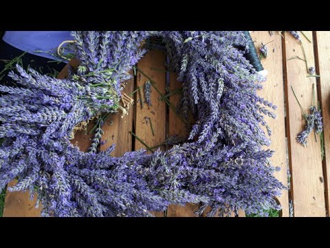 How to dry lavender