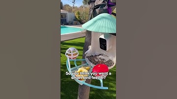 So you think you want a smart bird feeder? #birdfy #birdwatching #birdfeeder #birds #birdslover