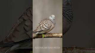 Peaceful Dove 4K #shorts #peacefuldove
