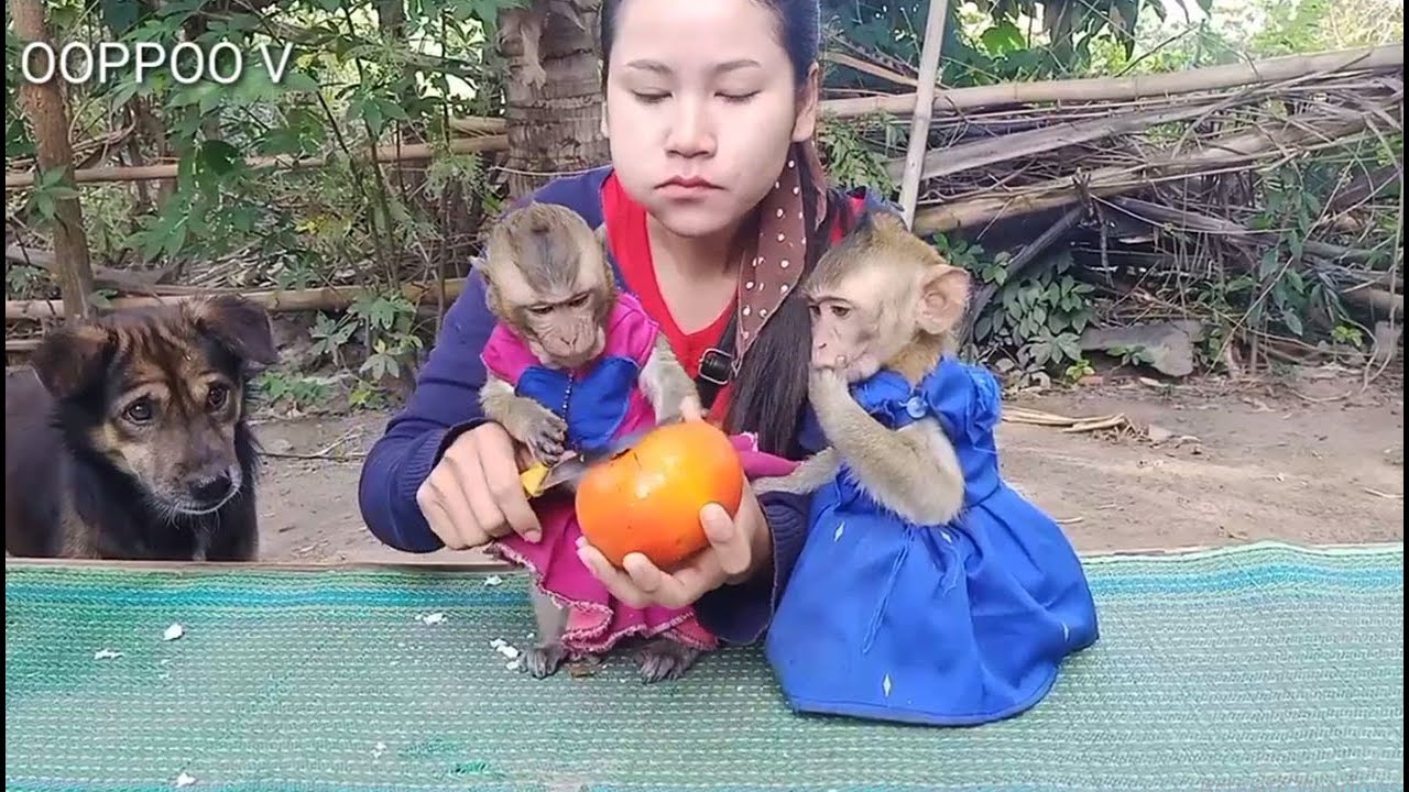Tiny Monkey Janny and shally wait mom cutting fruit for  her / thank mom  for fruit