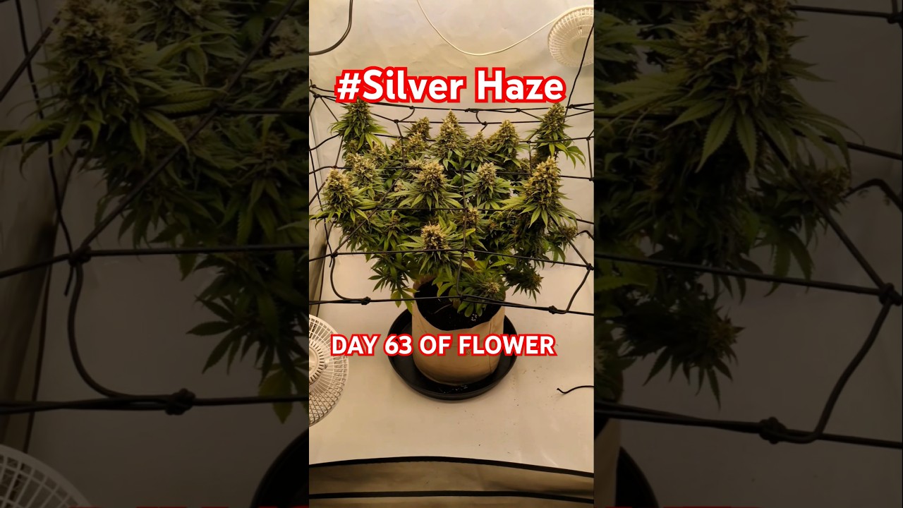 She won’t stop growing…🌱 | Day 63 of Flower 