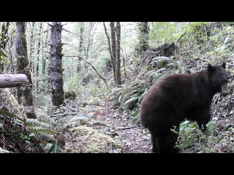 British Columbia Trail Cam Compilation.