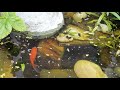 Feeding Tadpoles and One Gold Fish