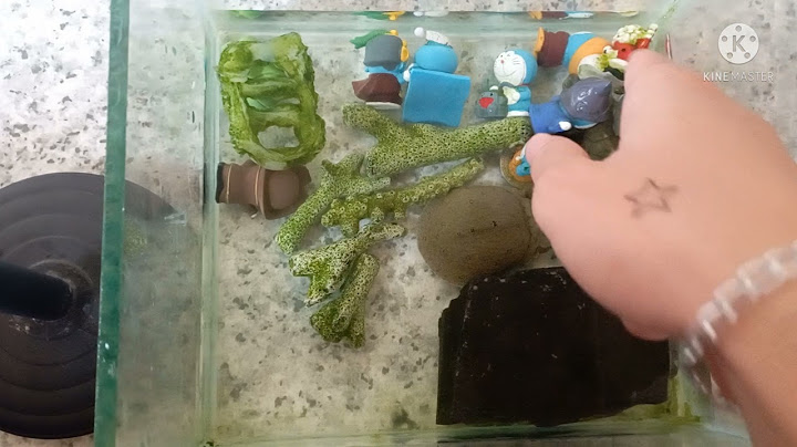 Hướng dẫn nuôi rùa tai đỏ Informational