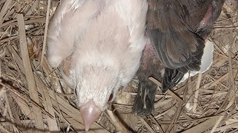 java sparrow setup! breeding progress check