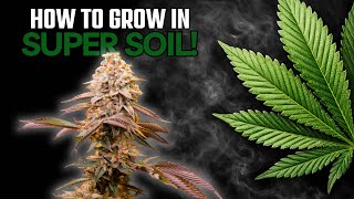 How I Set Up Cannabis Plants for a Successful Seed to Harvest