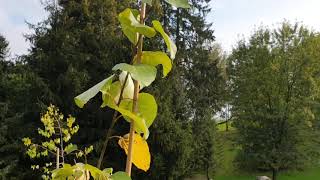 Populus × candicans 'Aurora' topol bělavý