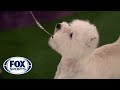 Boy, the West Highland white terrier, wins the Terrier group | FOX SPORTS