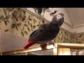 Generous parrot offers imaginary squirrel a nut