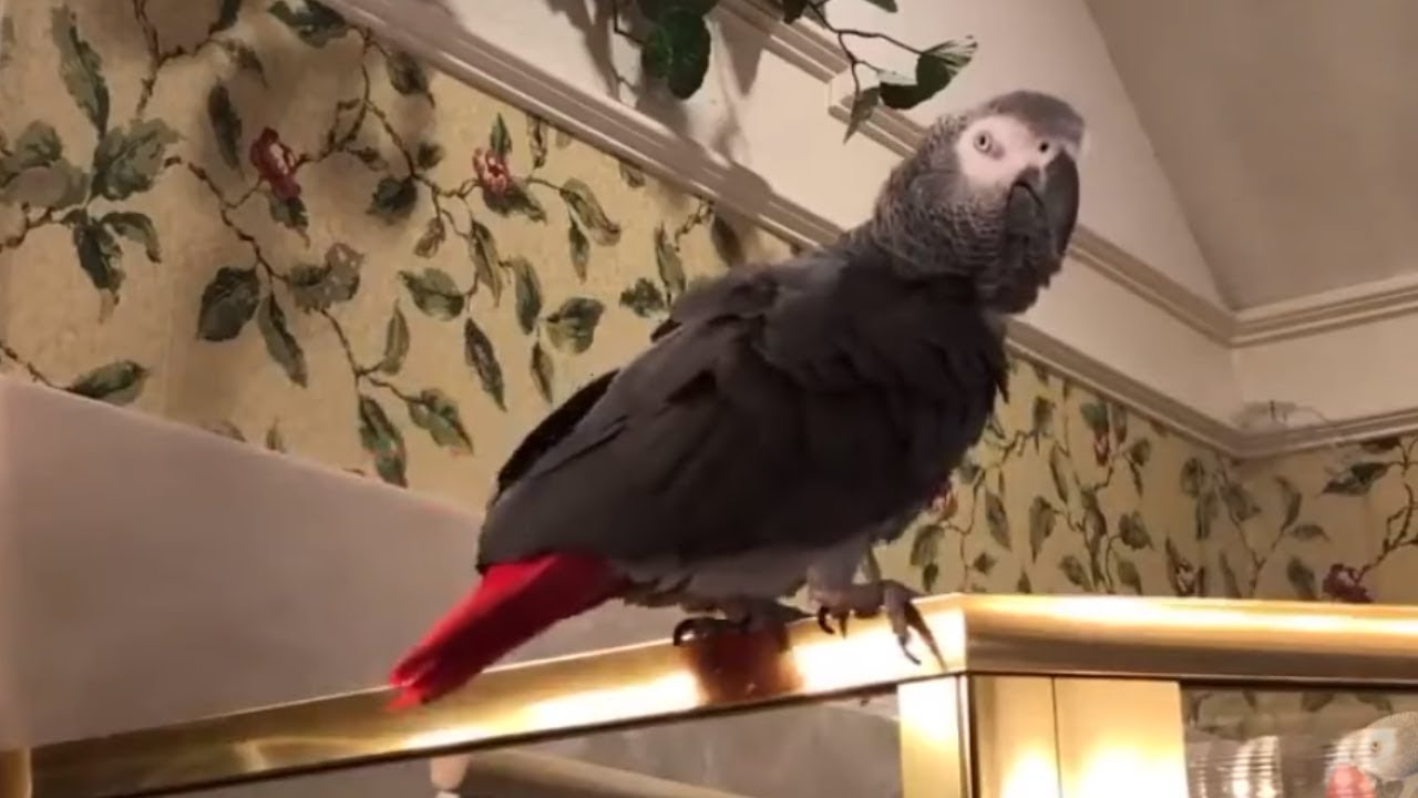 videos for cats Generous parrot offers imaginary squirrel a nut