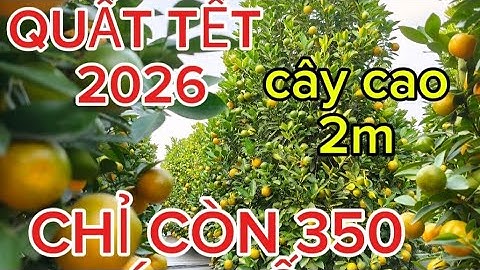 Quất cảnh tết quất lùm quất tháp và quất thế tổng còn 250cay quất cảnh tết Văn Giang Hưng Yên