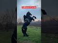A difference of one day #horse #equestrianjourney #horseenthusiast #equestrian #horsetrack #stallion
