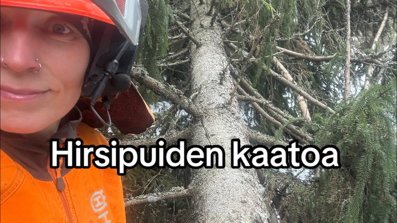 #4 Metsurimuija kaataa hirsipuita rakennustarpeiksi (ja almera hinataan kotiin )