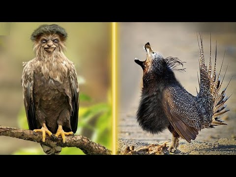 Vídeo: Pinça-cinza: vida das aves, habitats, fatos interessantes