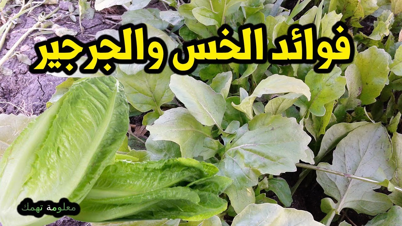 اذا كنت تتناول الخس مع الجرجير صيدلية طبيعية وفوائد الجرجير والخس لا تعد ؟؟