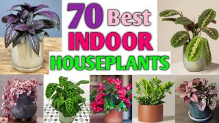 70 Indoor Plants you should know | Indoor Plants type | Plant and Planting