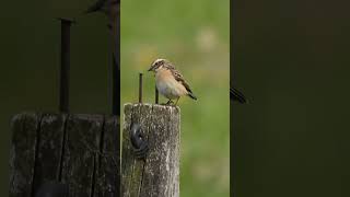 Pokląskwa (Saxicola rubetra) #birds #birdwatching #ptakipolski