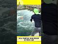 Jala Ikan Ikan Besar Di Pintu Air #shortvideo #shortsvideo #shorts #short #viral #shortsfeed #ikan