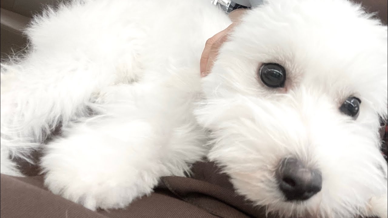 MIX（ポメラニアン×マルチーズ） | ペットショップ マルワン 小さめ