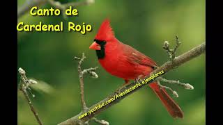 AUDIO PARA ENSEÑAR A CANTAR A CARDENAL ROJO