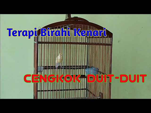 Kenari Gacor Cengkok Duit-duit - Pancingan Birahi Kenari Betina class=