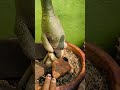 Adenium ৰ potting mix মই কি ব্যৱহাৰ কৰোঁ 👈🏻😊#garden #virel