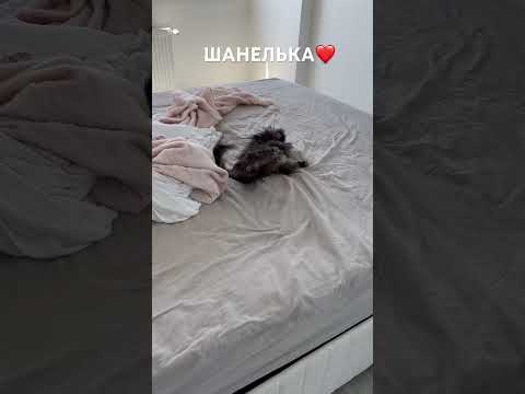 БАННЫЙ ДЕНЬ.С ЛЁГКИМ ПАРОМ! #türkiye #shorts #köpek #smalldog