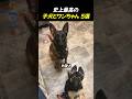 史上最高の子犬とワンちゃん5選TOP5