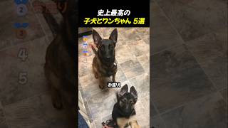 史上最高の子犬とワンちゃん5選TOP5