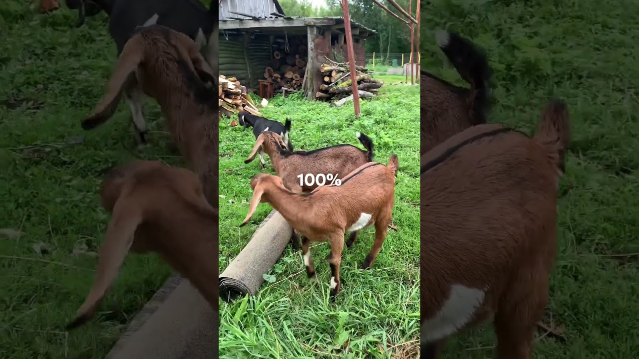 Козлята англо нубийские