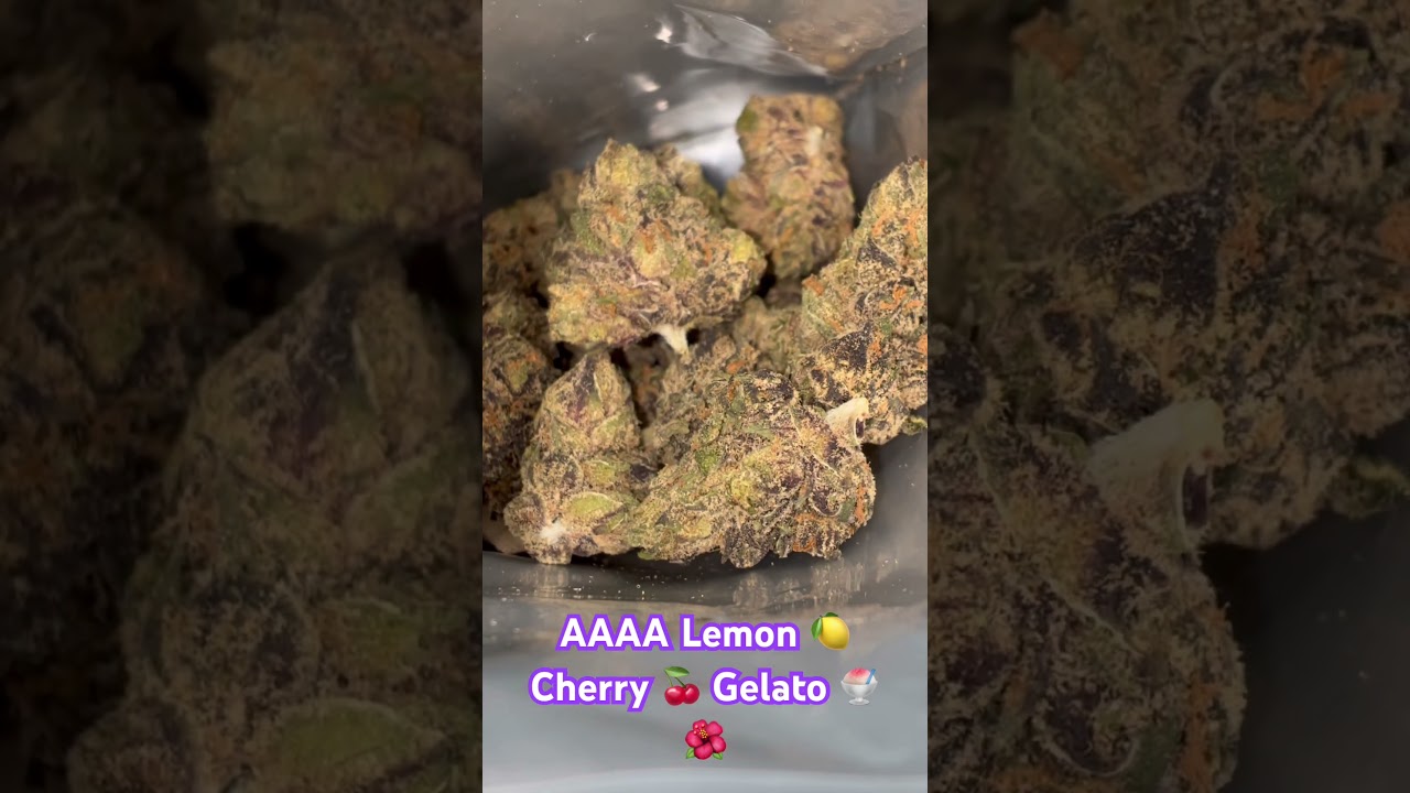 AAAA Lemon 🍋 Cherry 🍒 Gelato 🍧🌺 